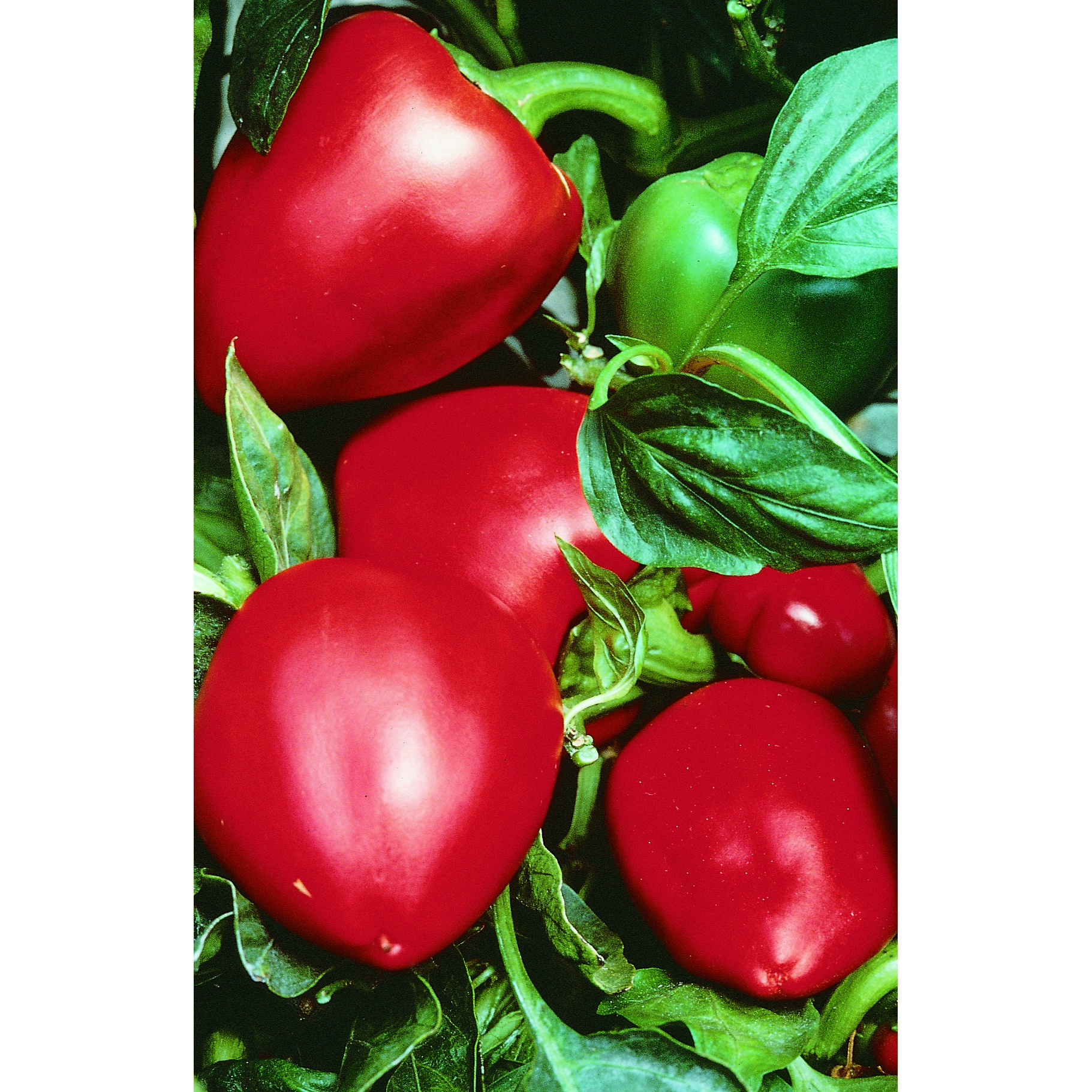 Peppers, Pimento 1/2oz