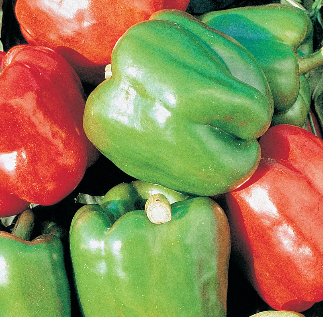 Peppers, Yolo Wonder 1/2oz