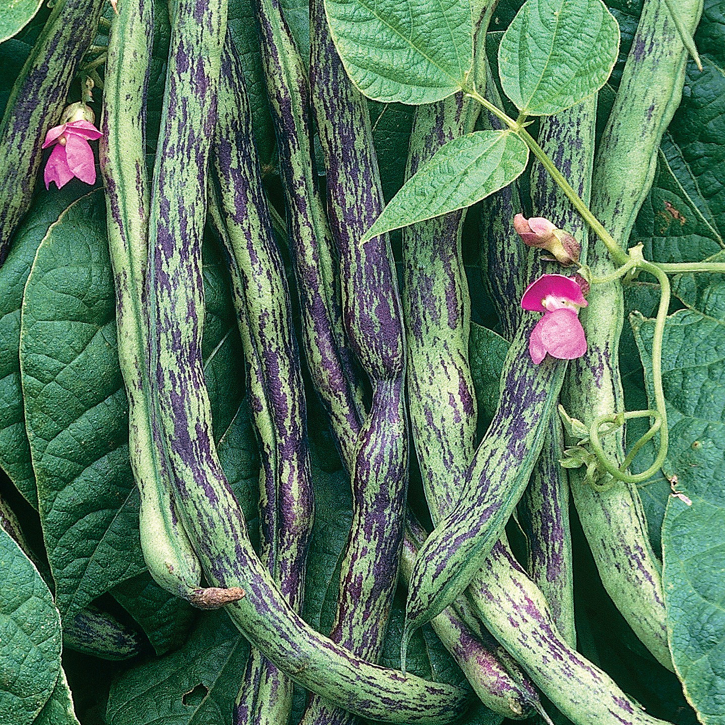 Beans, Rattlesnake Pole 1/2lb
