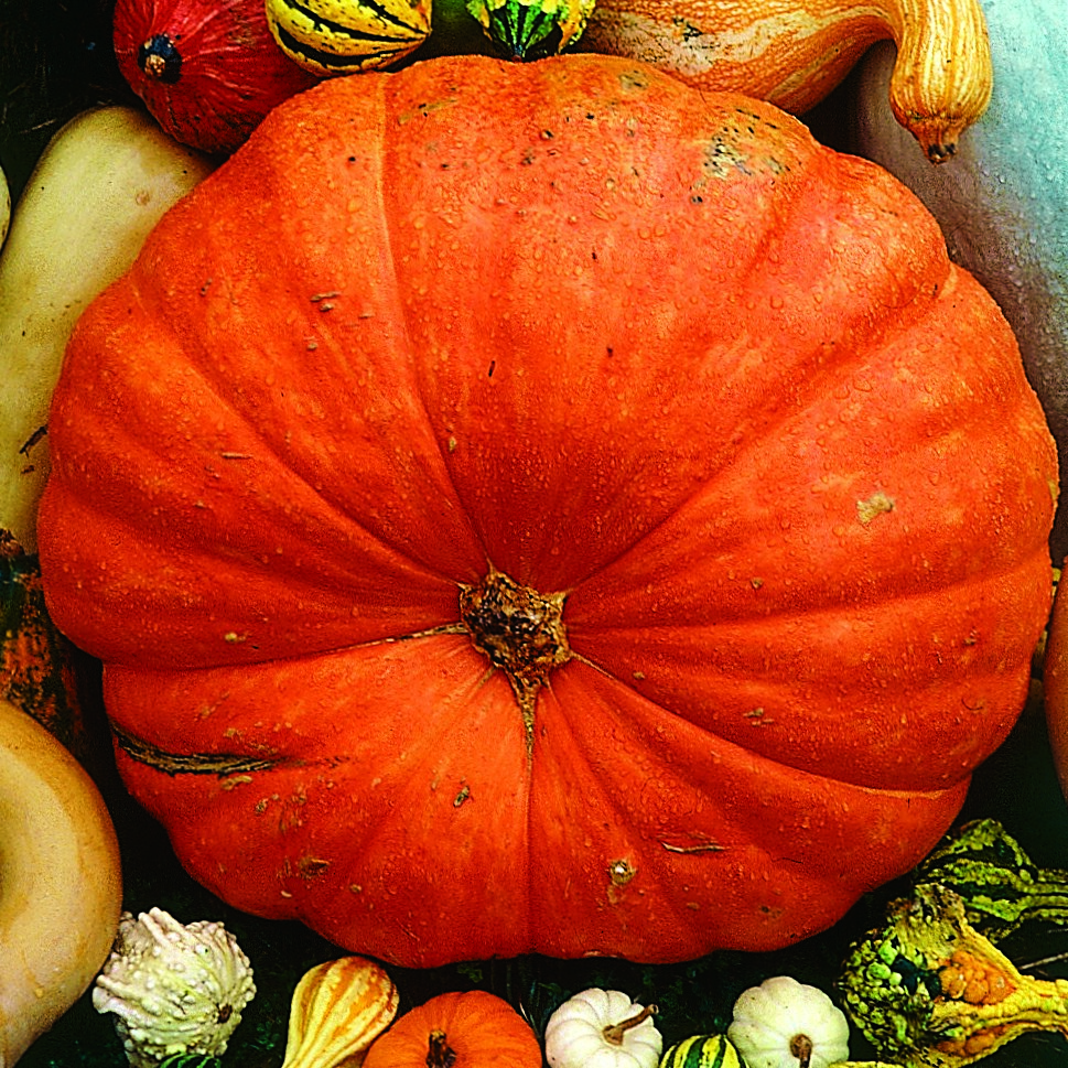 Pumpkin, Big Max 1/2lb
