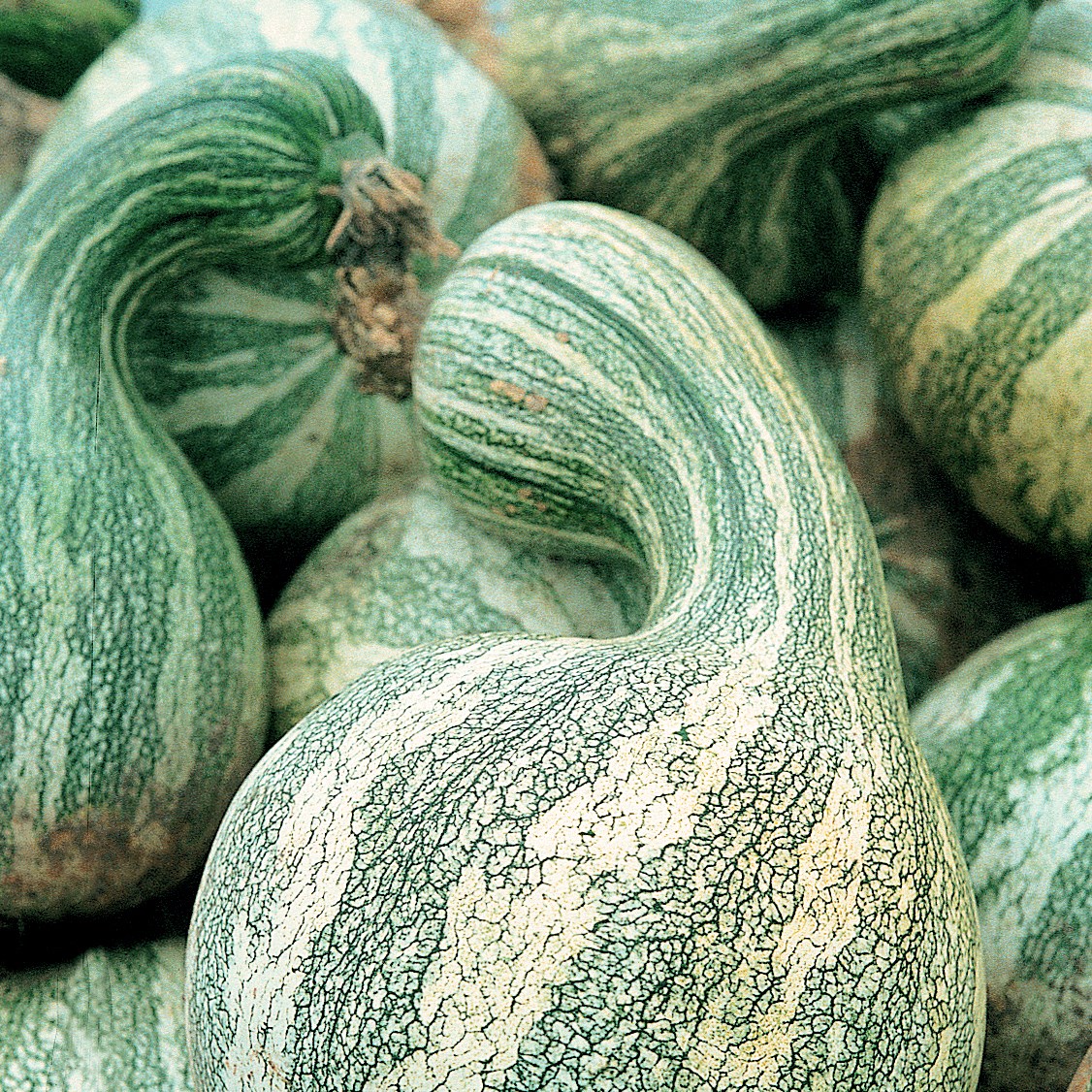 Pumpkin, Green Striped Cushaw 1/2oz