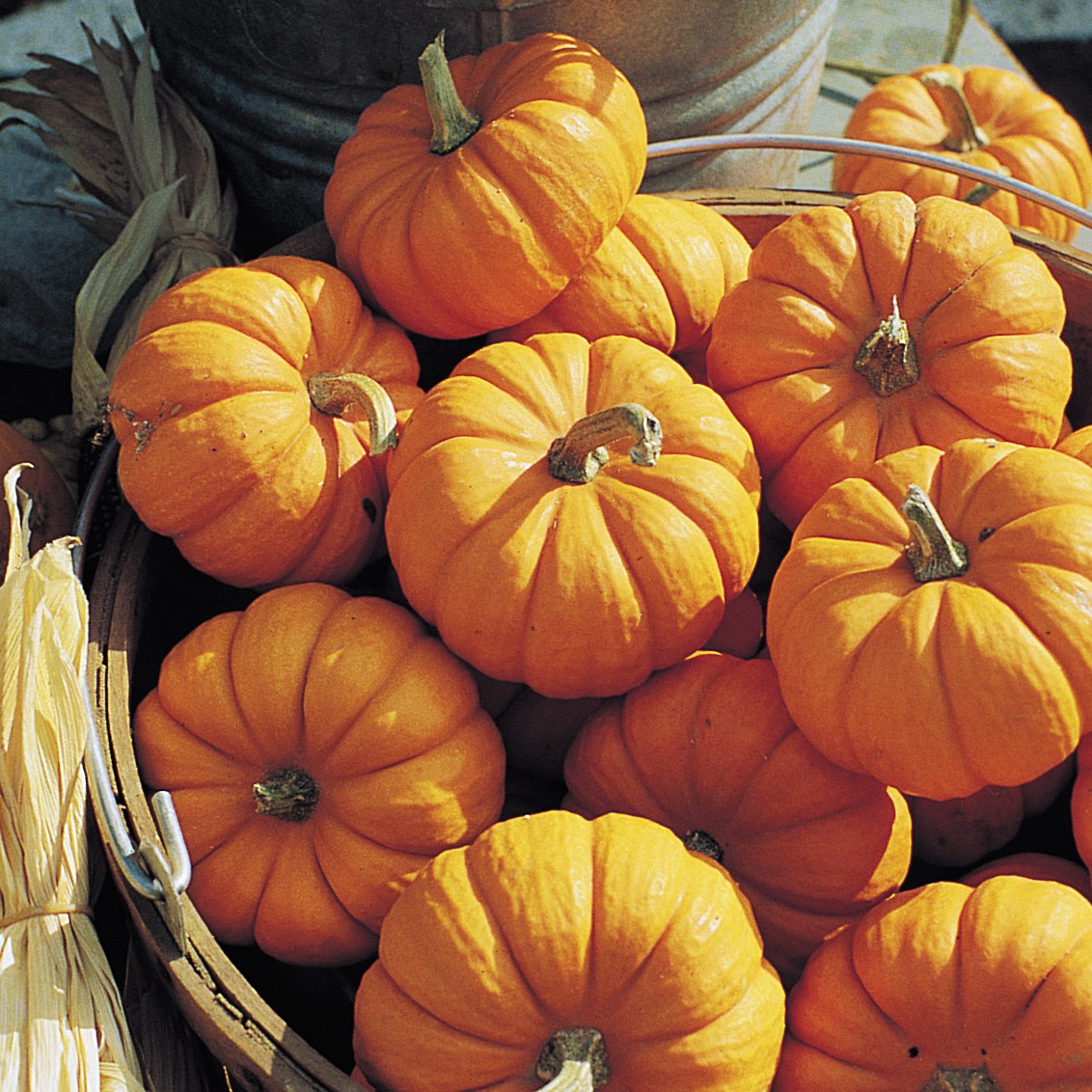 Pumpkin, Jack B Little 1/2lb