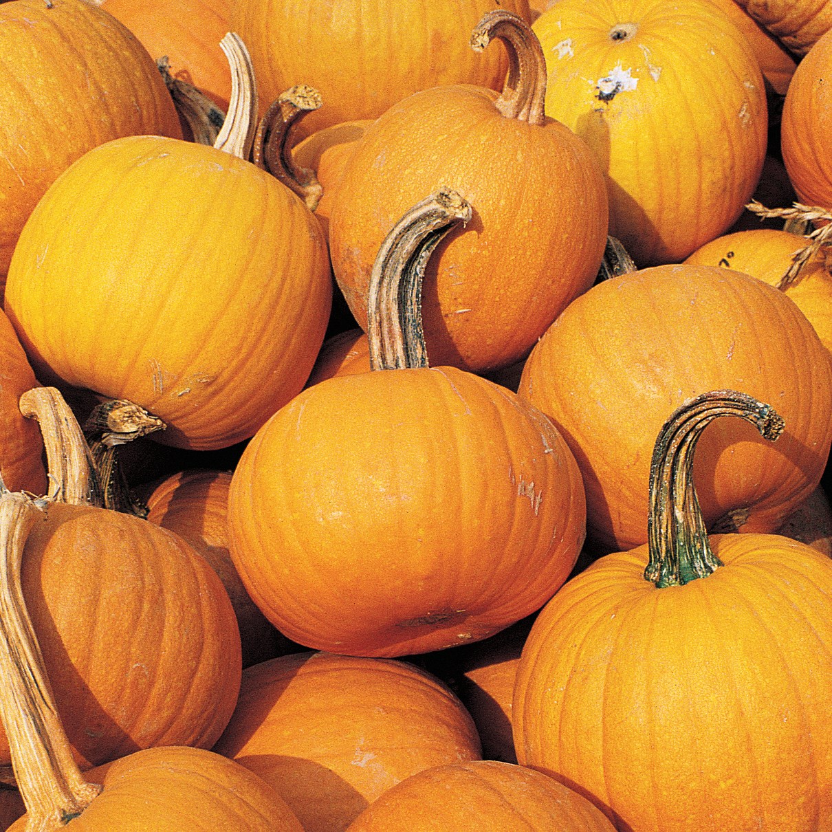 Pumpkin, Small Sugar Pie 1/2oz