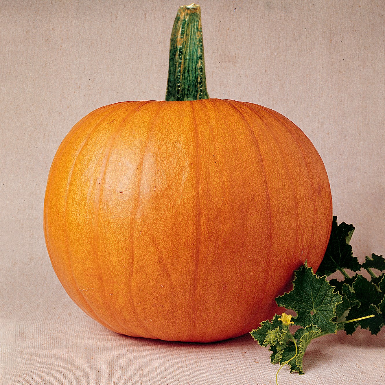 Pumpkin, Mammoth Gold 1/2oz