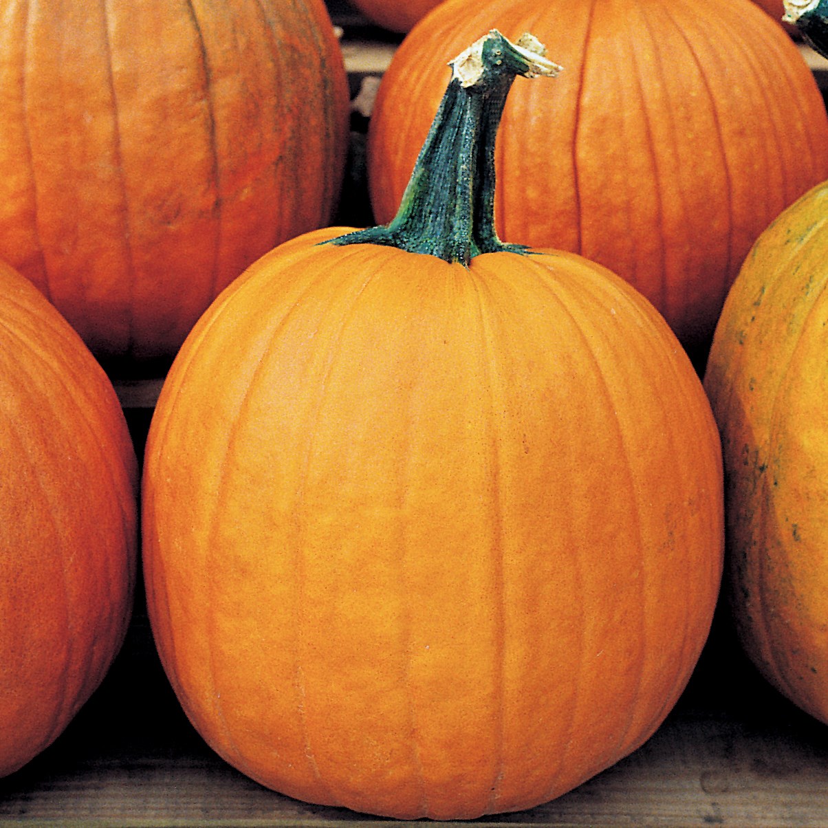 Pumpkin, Howden 1/2lb