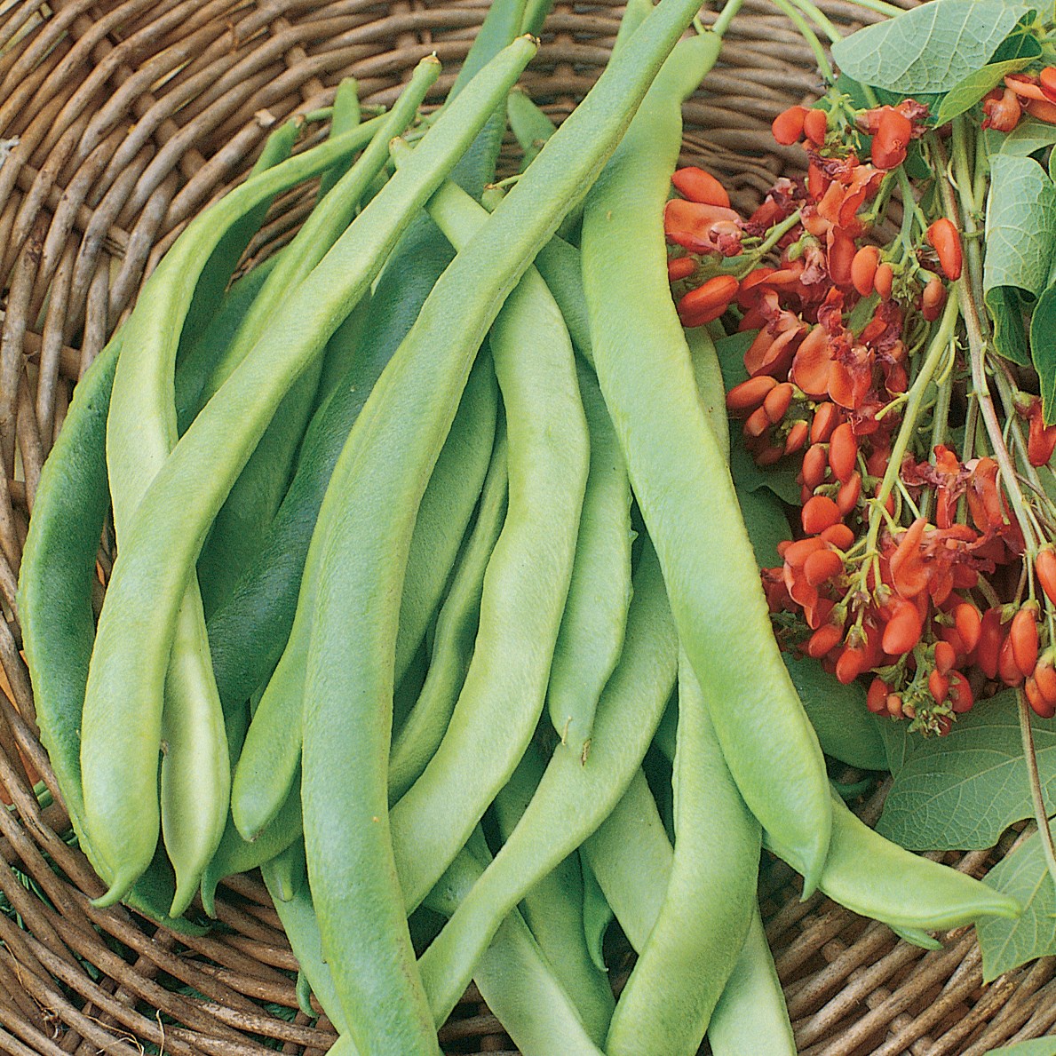 Beans, State Half Runner 50lb