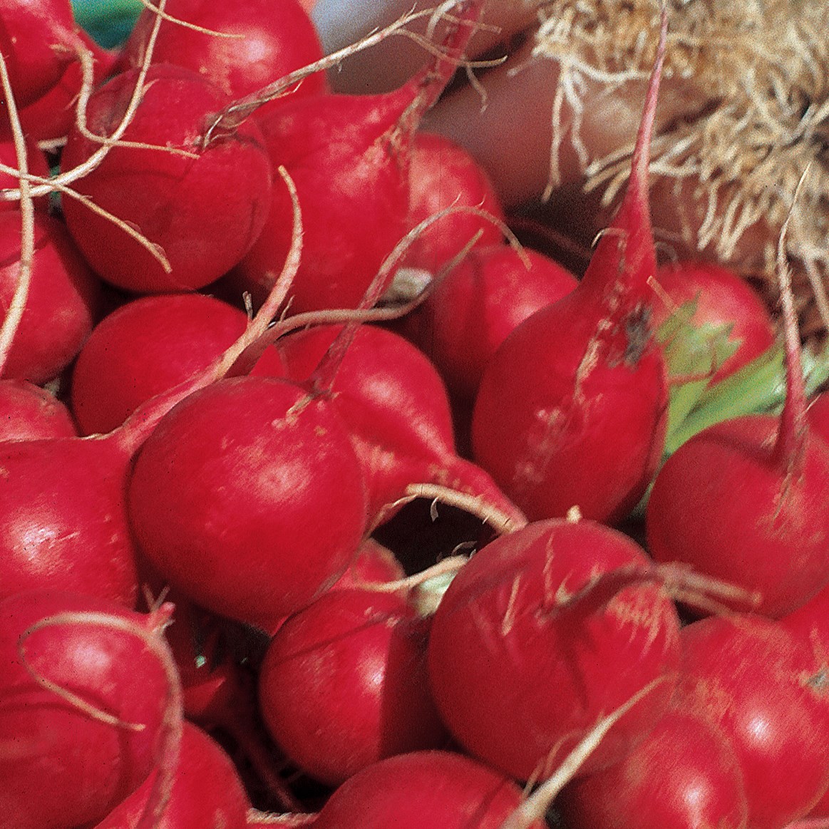 Radish, Champion 1lb