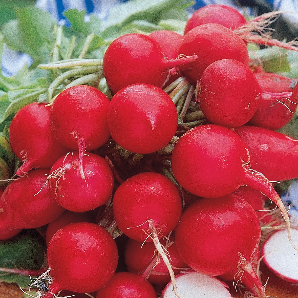 Radish, Cherry Belle 1lb