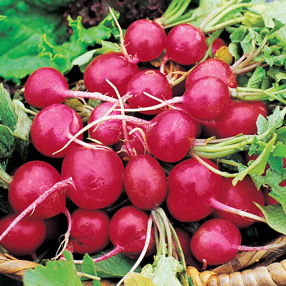 Radish, Early Scarlet Globe 1/2oz