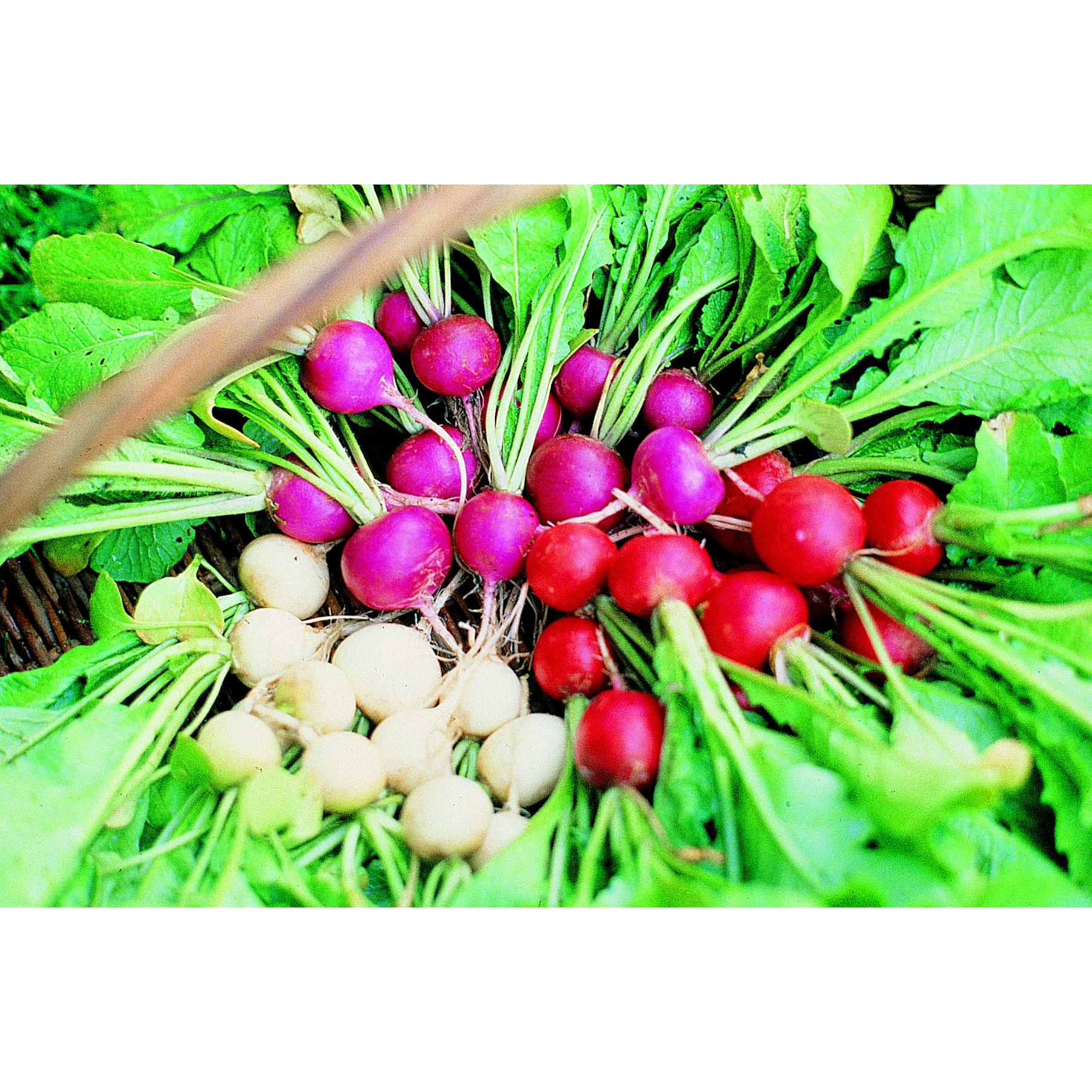 Radish, Easter Egg 1lb