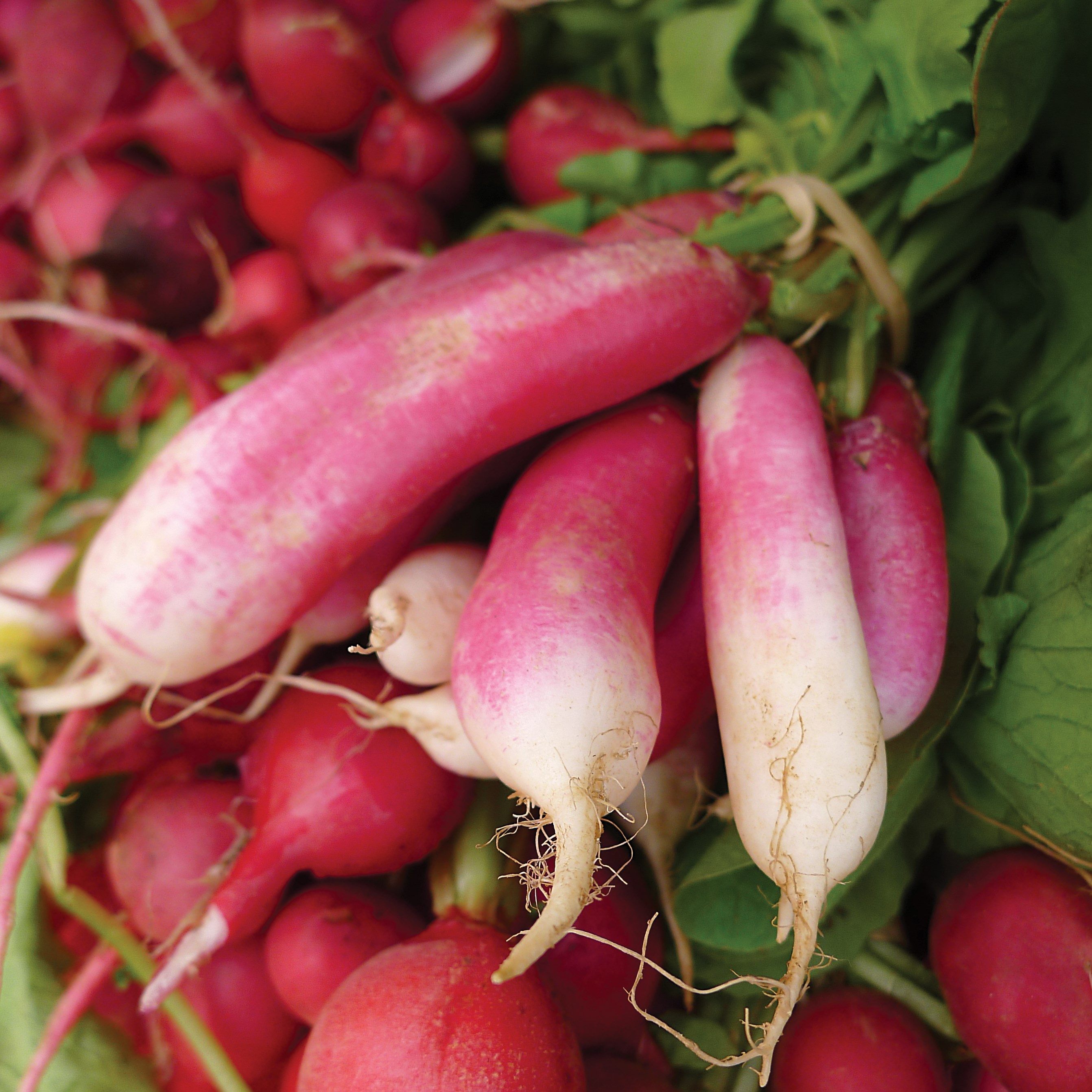 Radish, French Breakfast 1lb