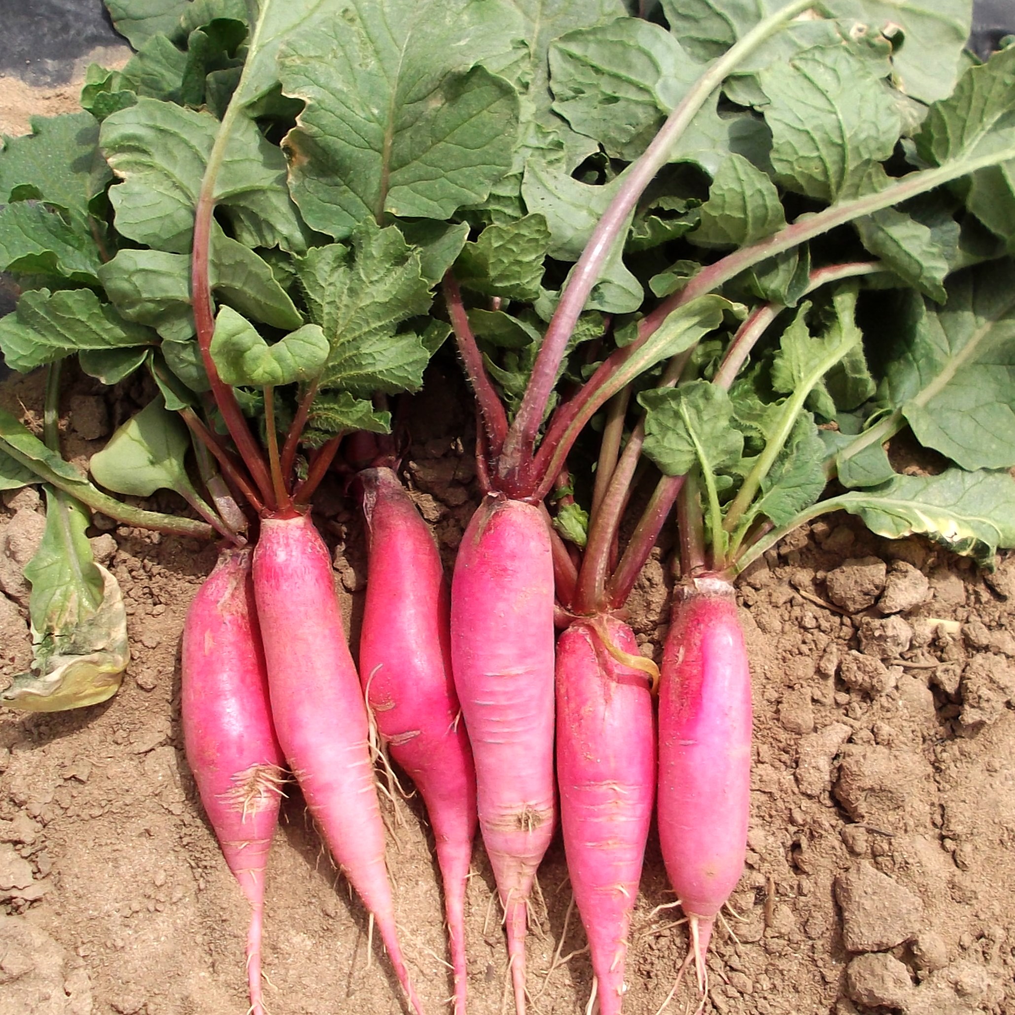 Radish, China Rose Winter 1/2oz