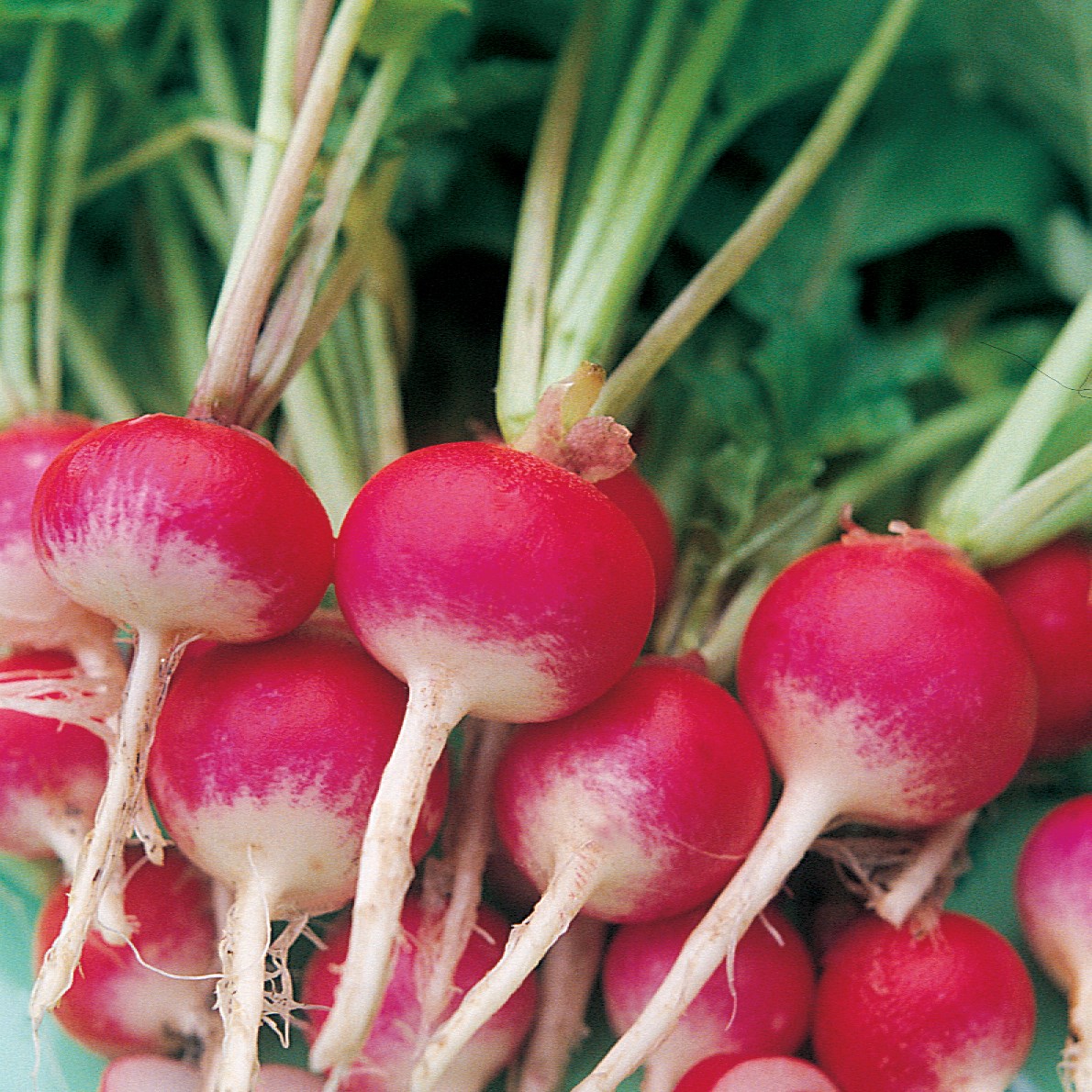 Radish, Sparkler White Tip 1/2oz