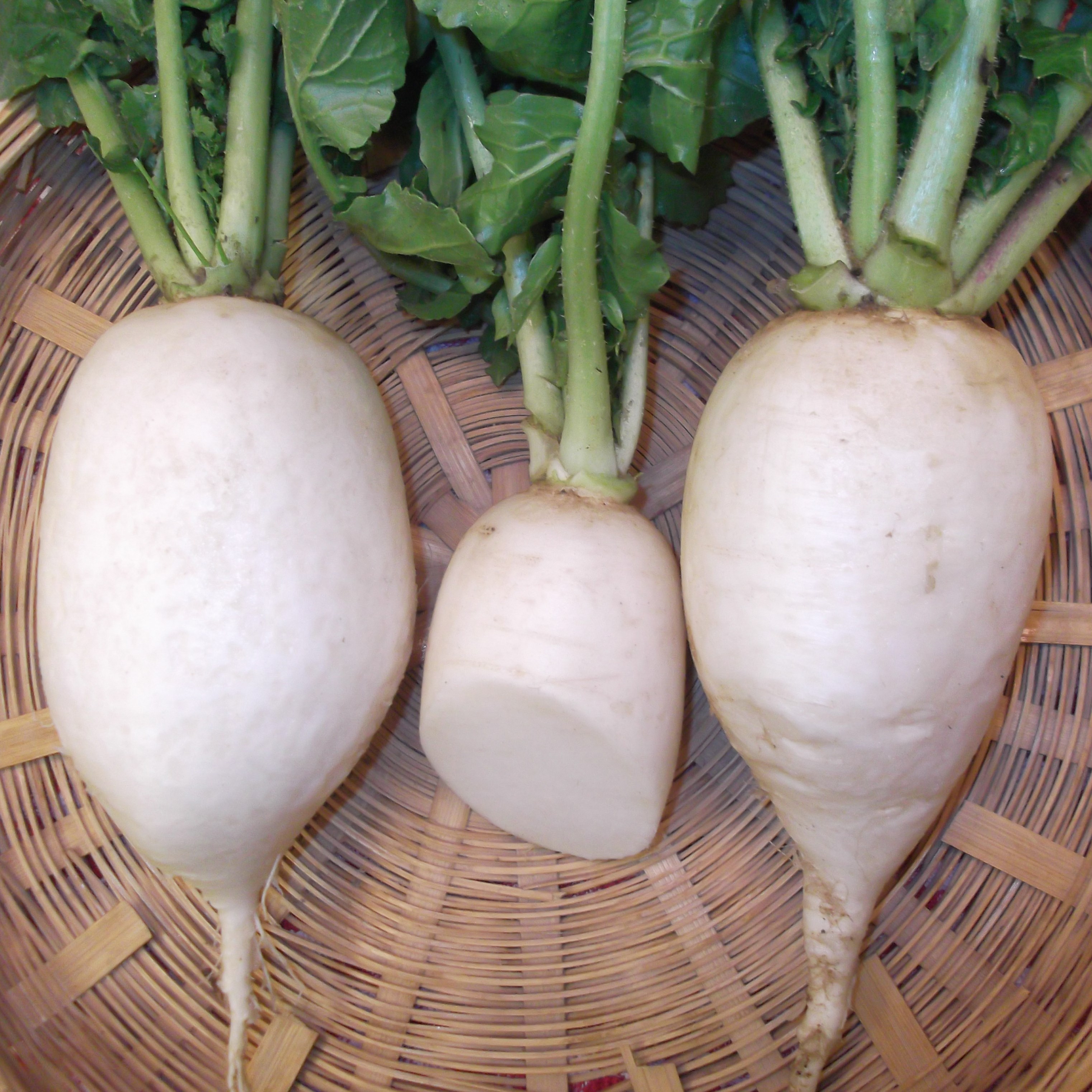 Radish, White Chinese Celestial 1/2oz