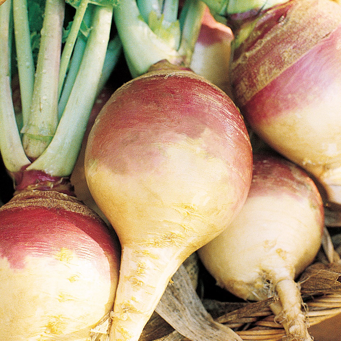Rutabaga, American Purple Top 1/2oz
