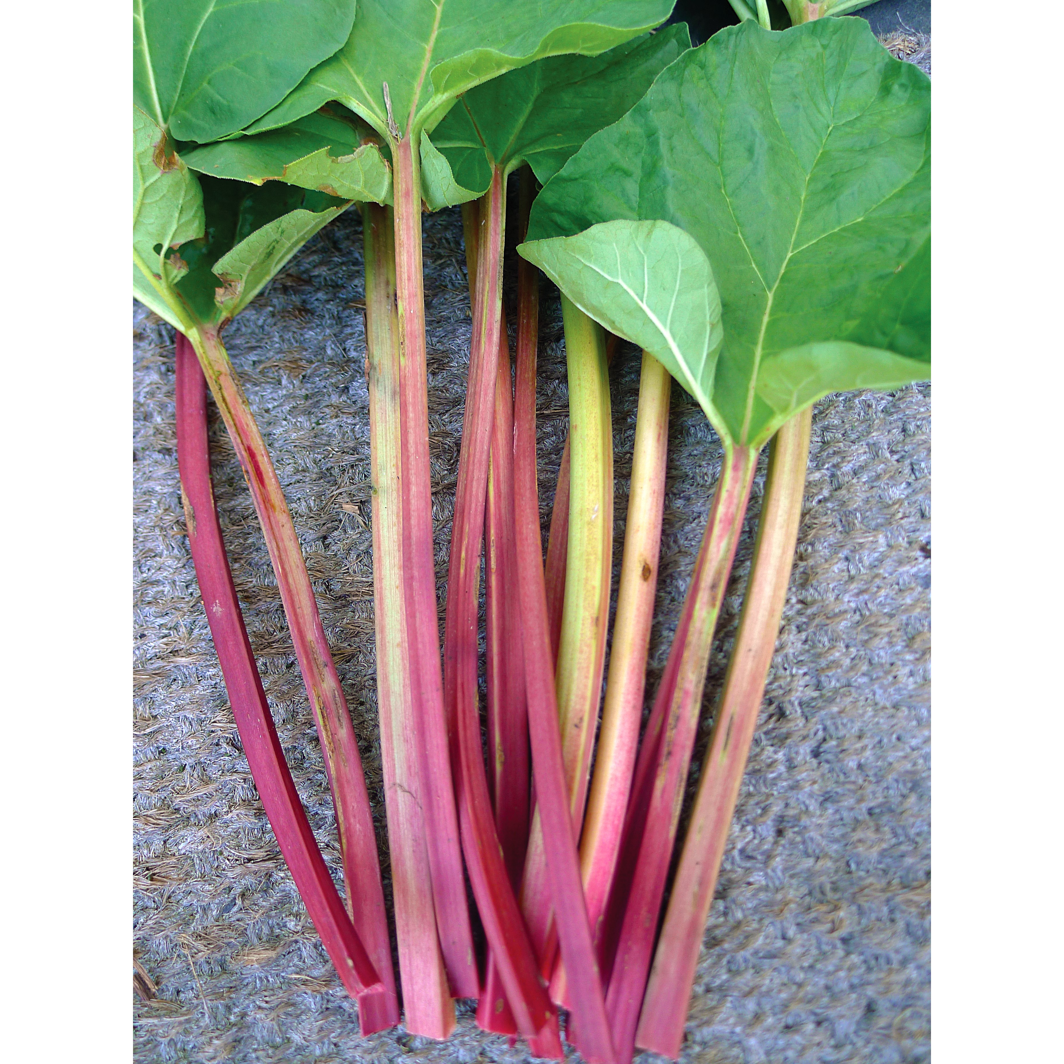 Rhubarb, Victoria 1/2oz