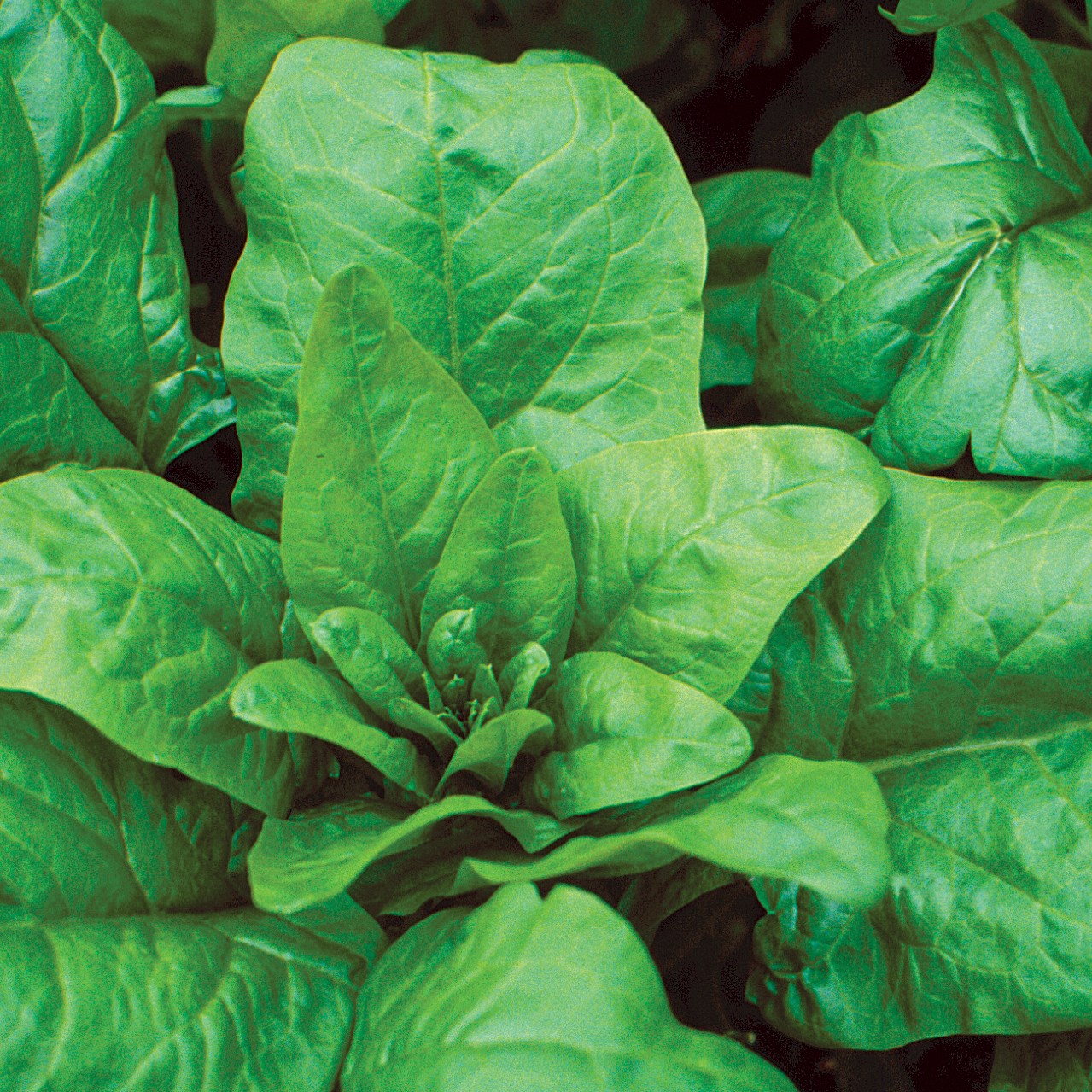 Spinach, Bloomsdale Long Standing 1/2oz