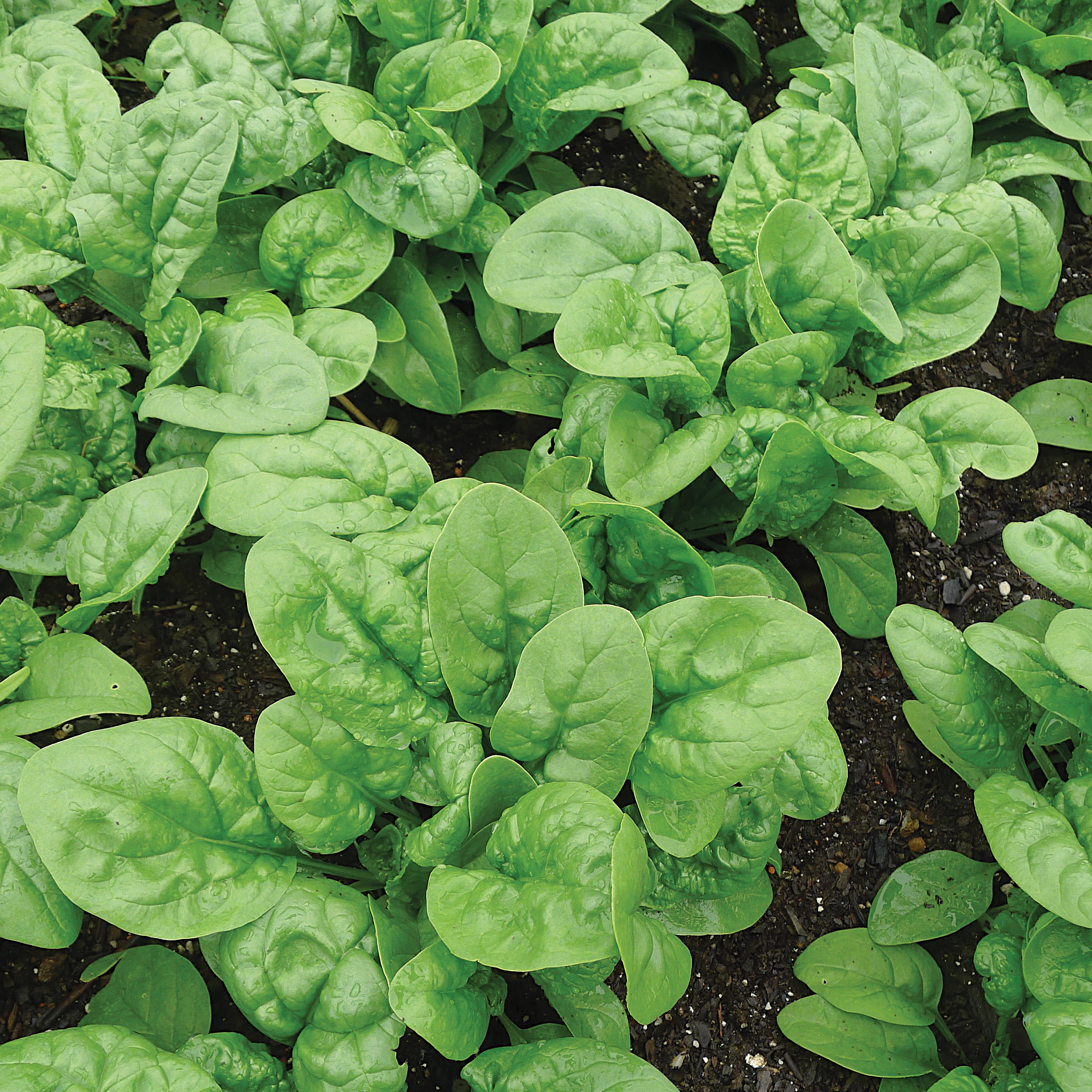 Spinach, Early Hybrid #7 1lb