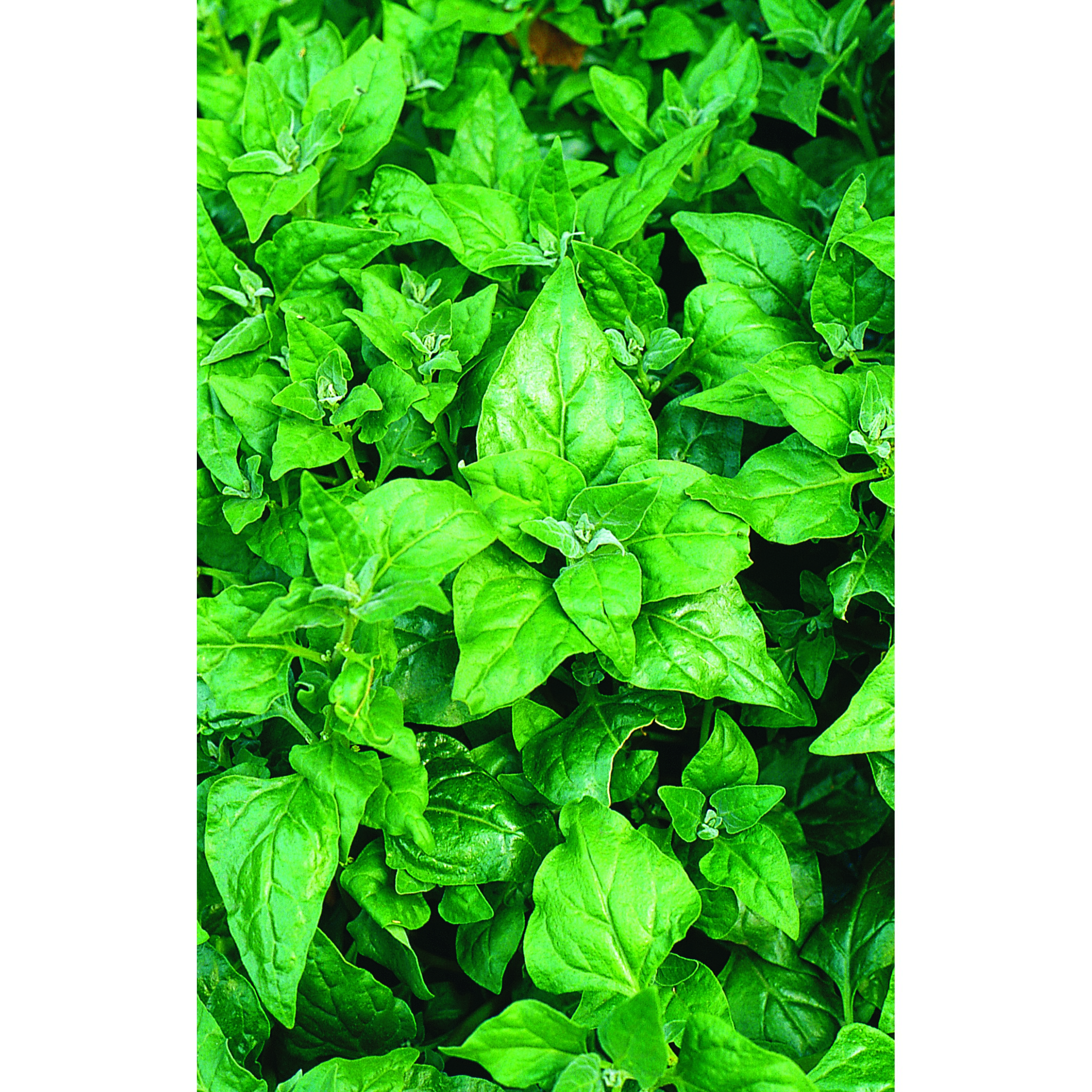 Spinach, New Zealand 1/2oz