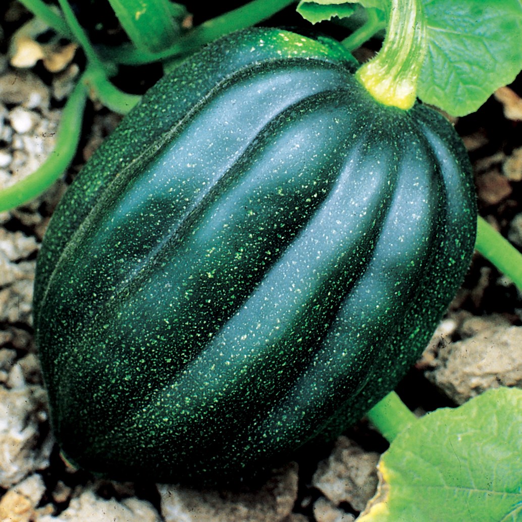Squash, Table Queen Acorn 1/2lb