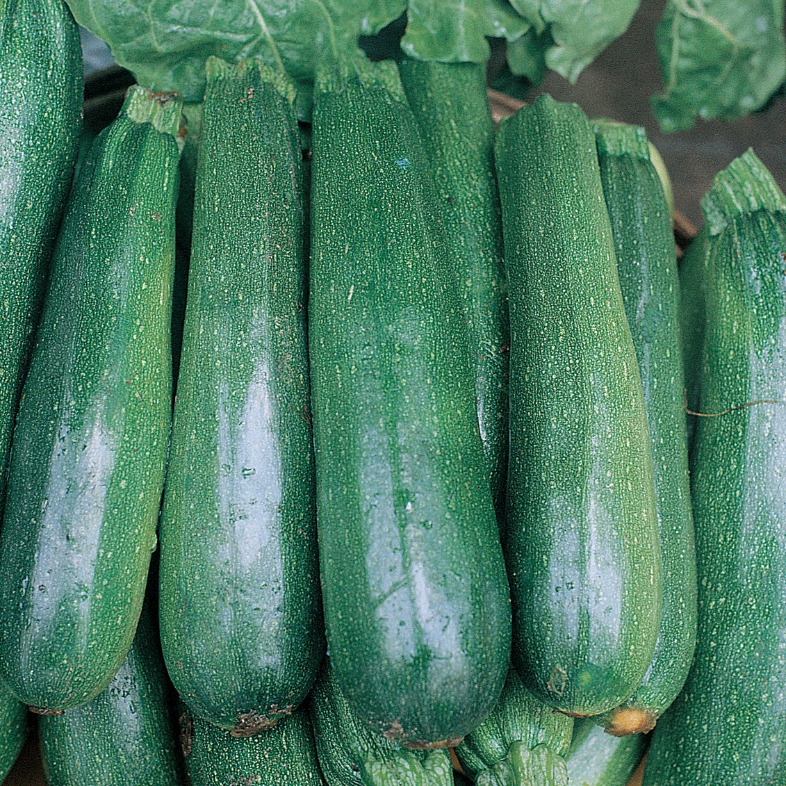 Squash, Black Beauty 1/2lb