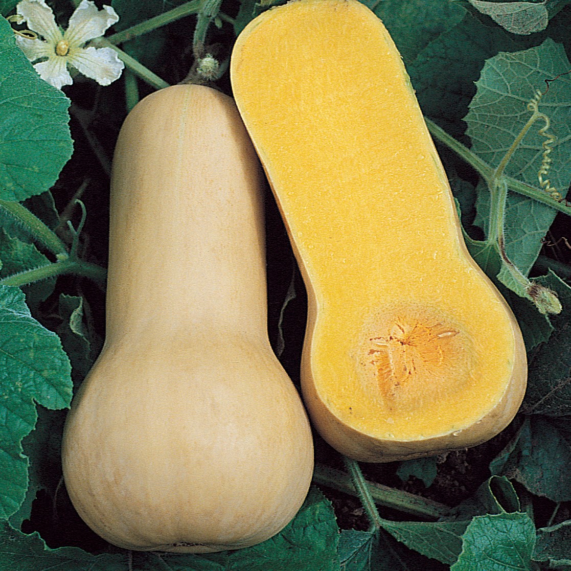 Squash, Butternut Waltham 1/2lb