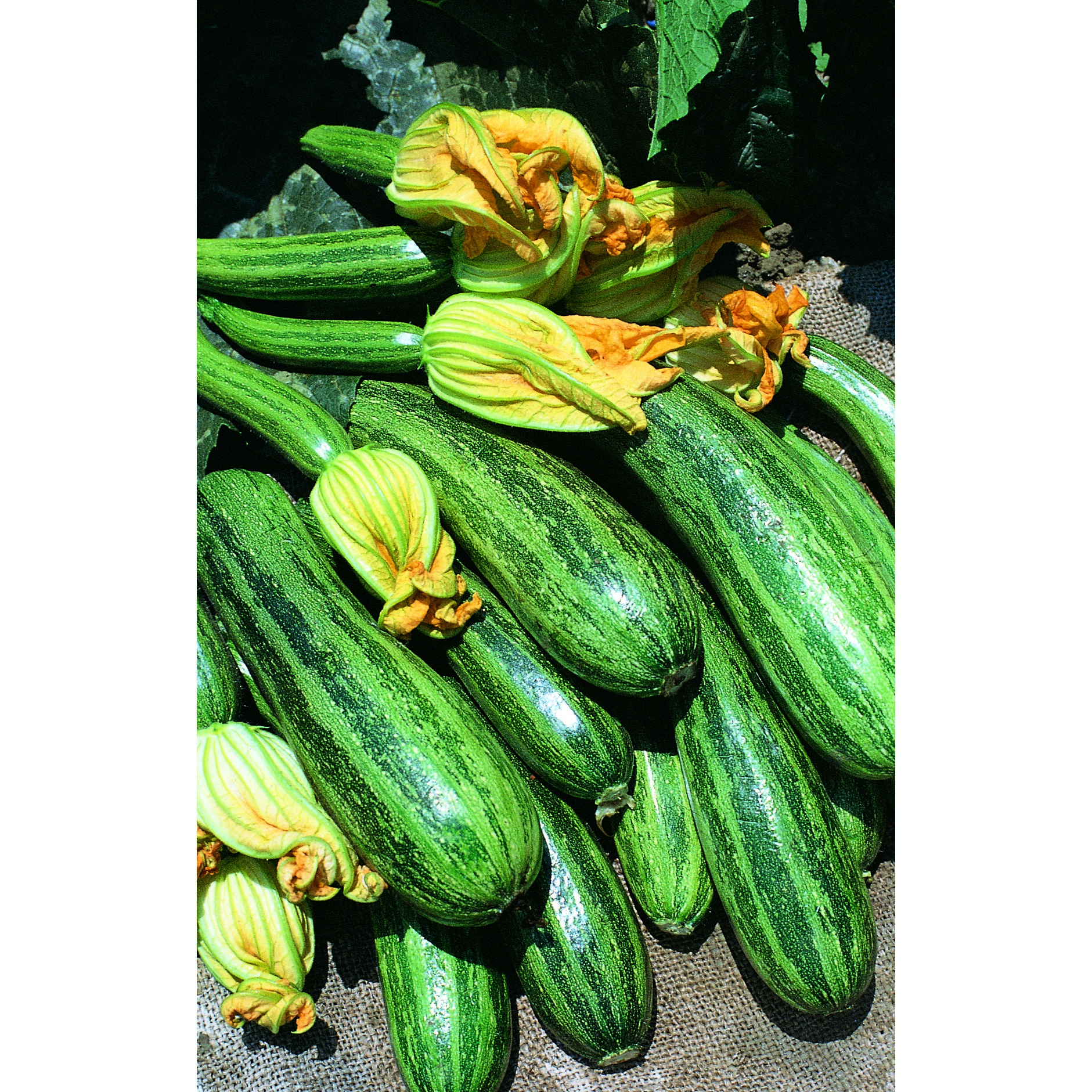 Squash, Cocozelle 1/2oz