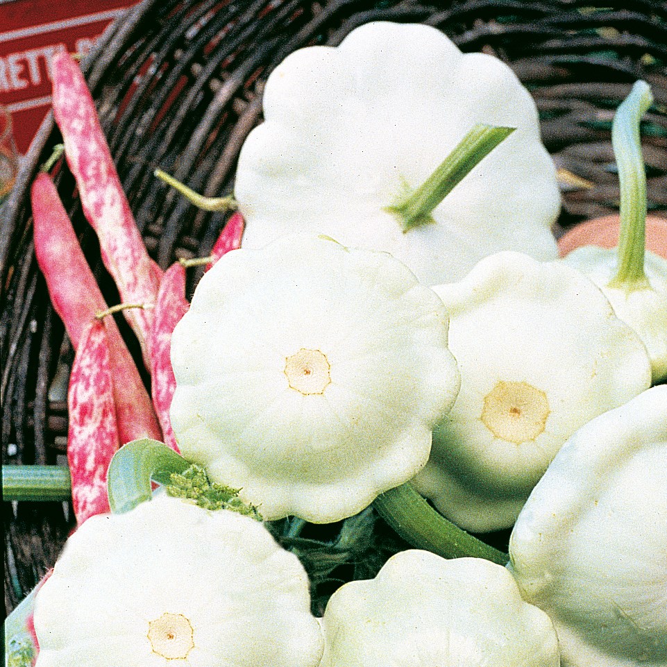 Squash, Early White Bush 1/2lb