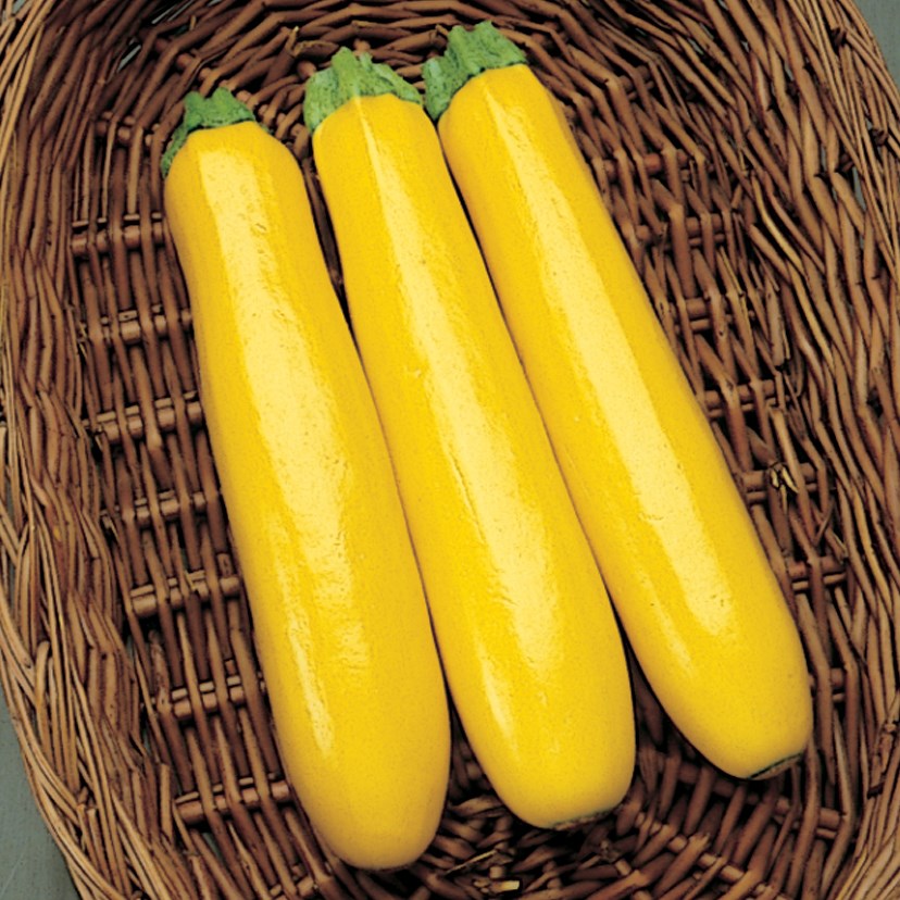 Squash, Gold Rush M