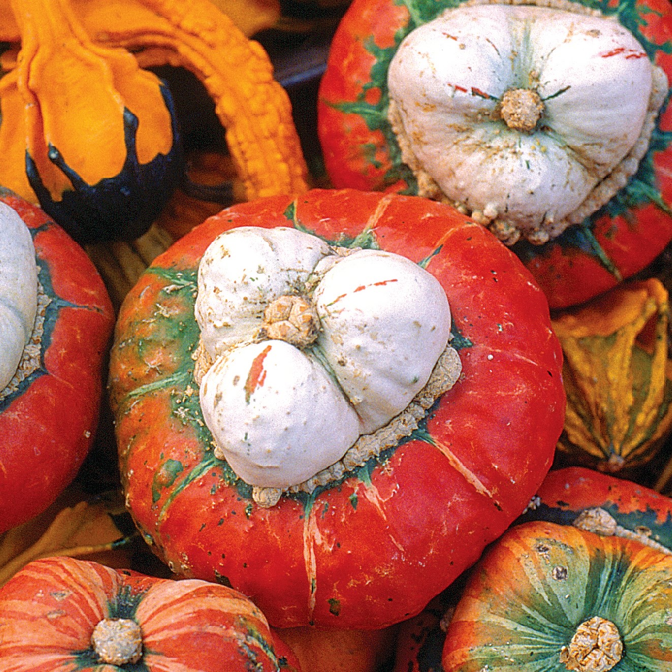 Squash, Turks Turban 1/2oz