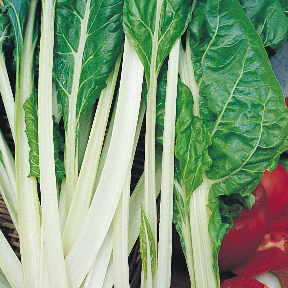 Swiss Chard, Lucullus 1/2lb