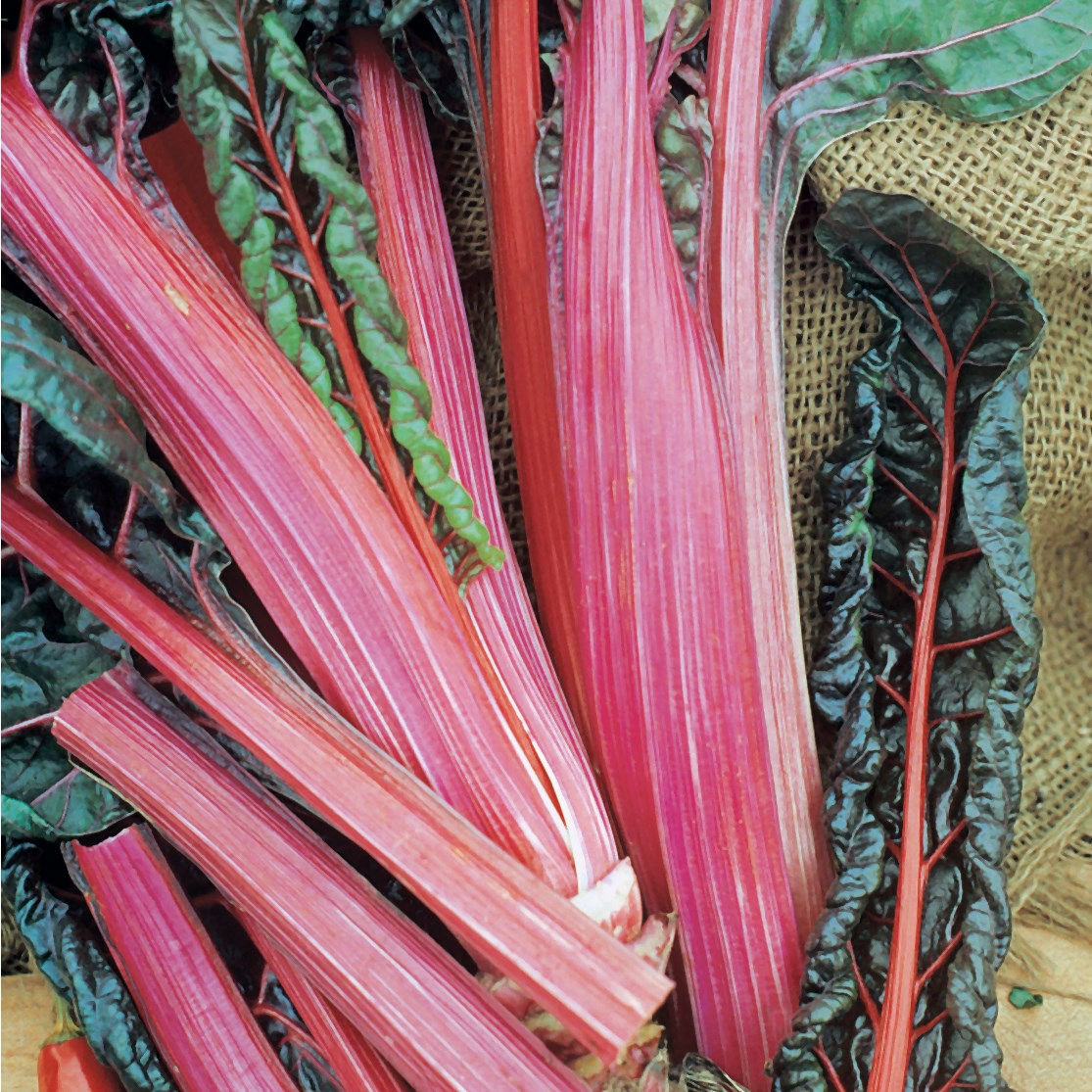 Swiss Chard, Red 1/2oz