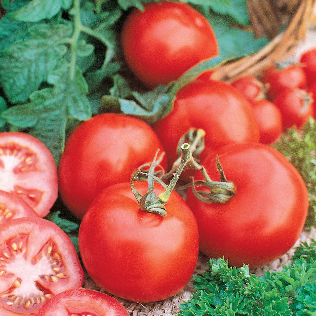 Tomato, Marglobe 1/16oz