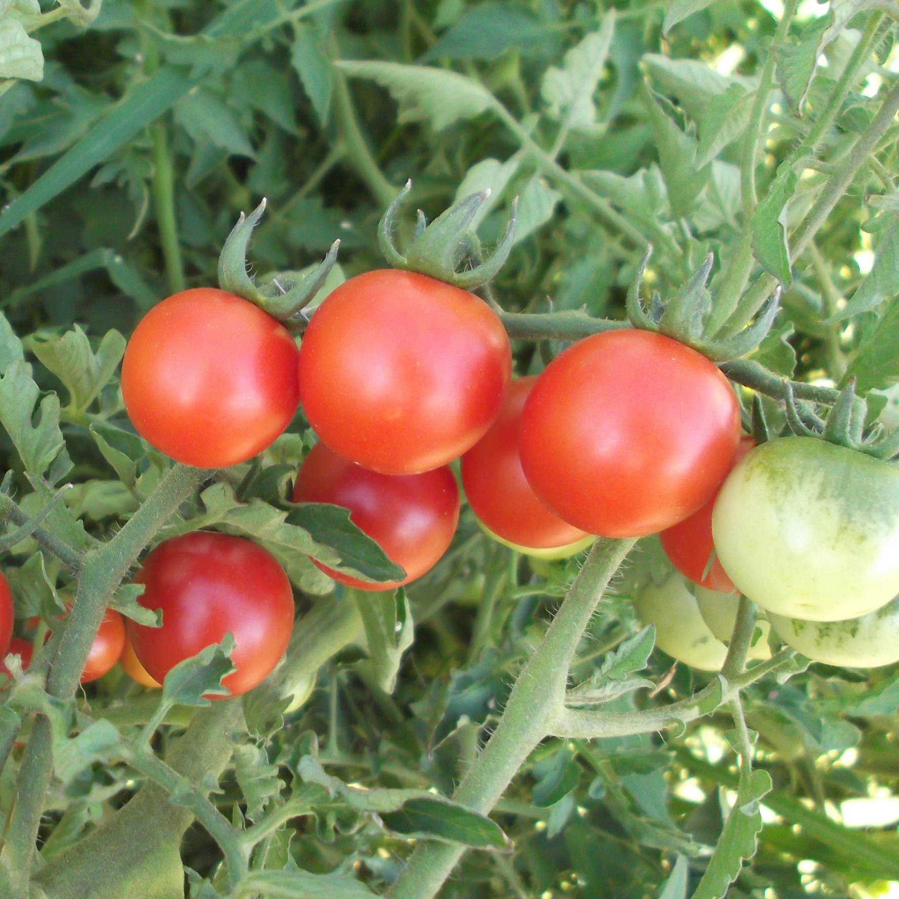 Tomato, Red Cherry 1/2oz