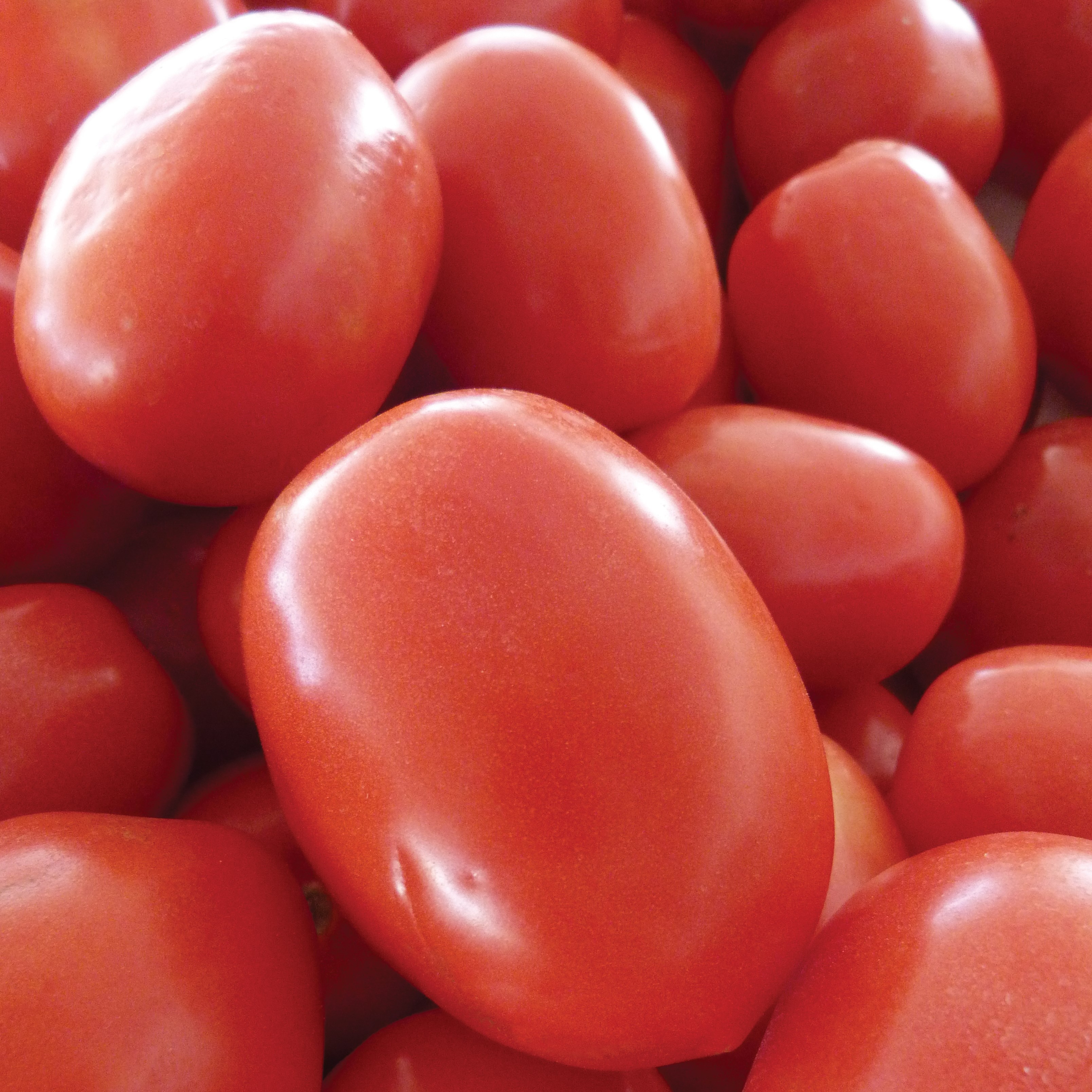 Tomato, Roma 1/2oz