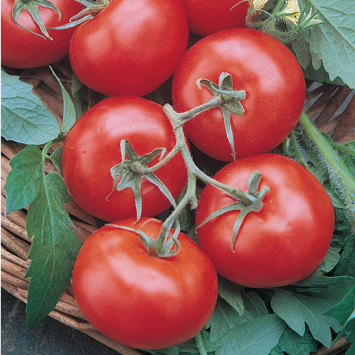 Tomato, Rutgers 1/2oz
