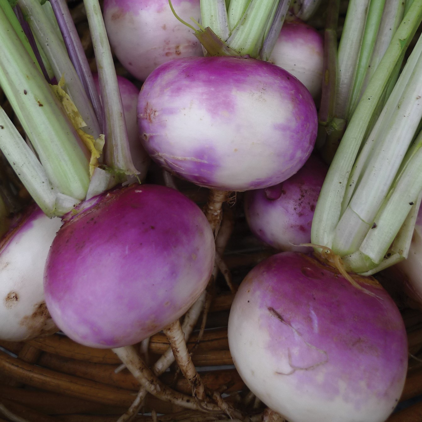 Turnips, Purple Top White Globe 1/2oz