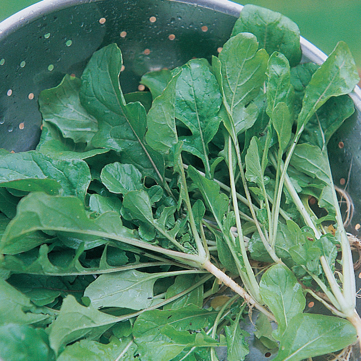 Turnips, Seven Top 1/2oz