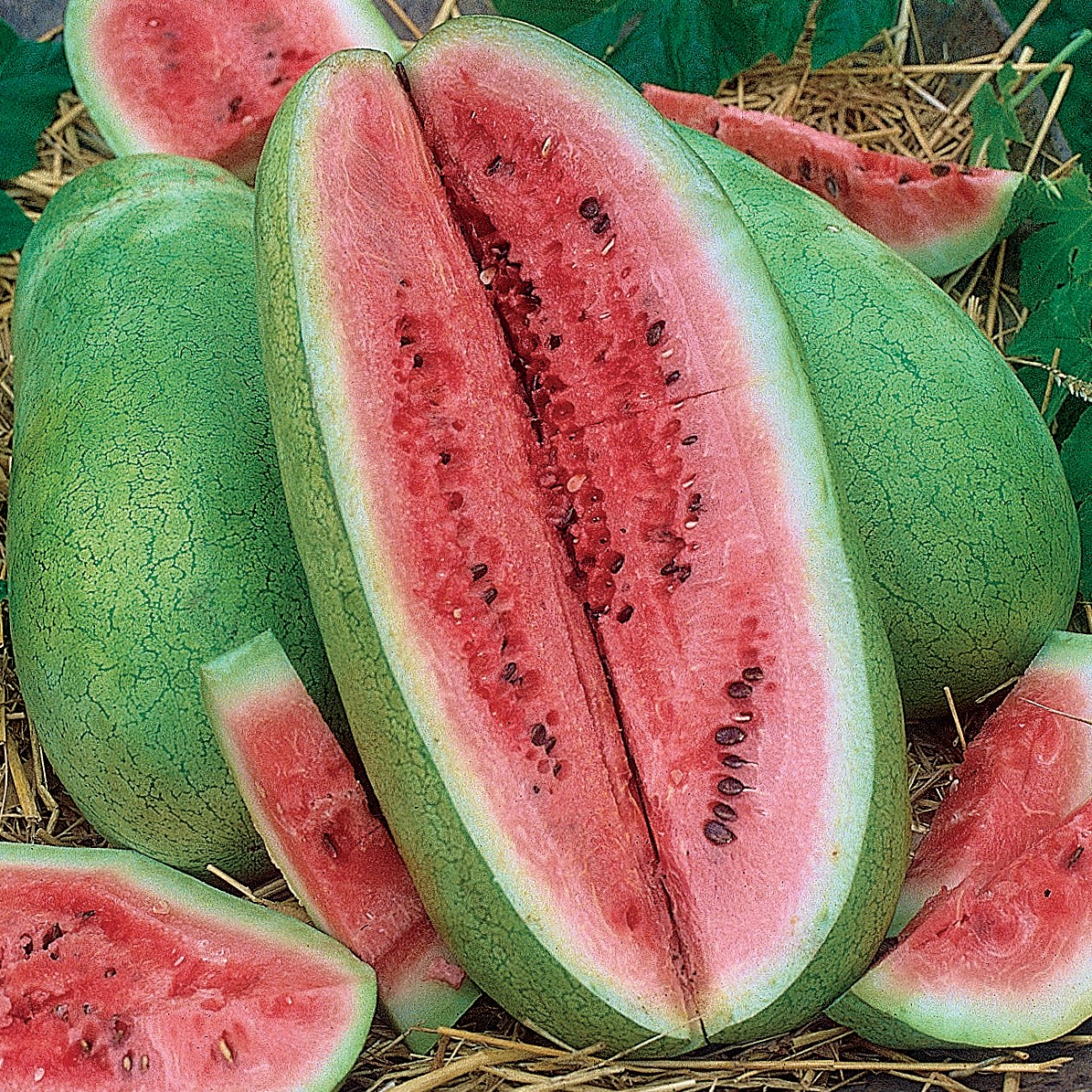 Watermelon, Charleston Grey 1/2