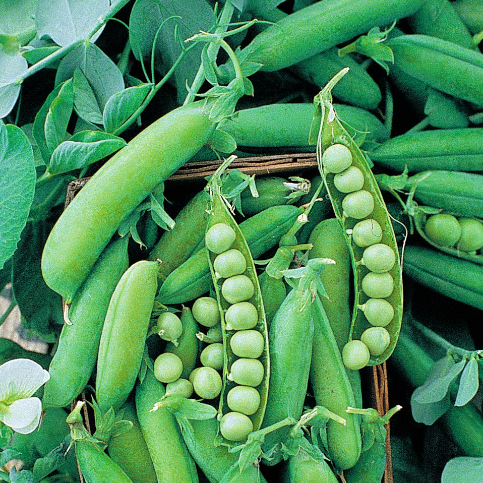 Peas, Early Alaska 62 1/2lb