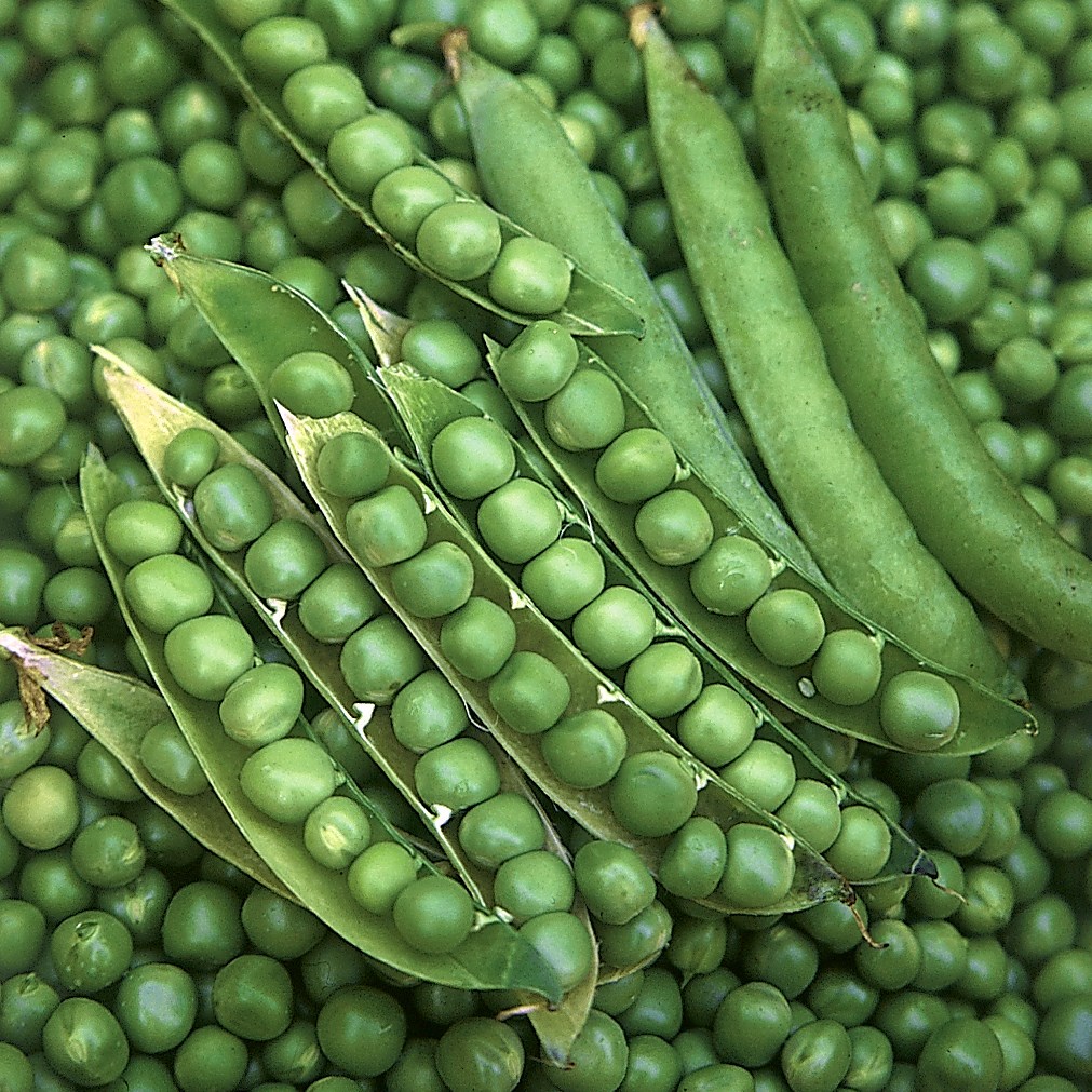 Peas, Green Arrow 25lb