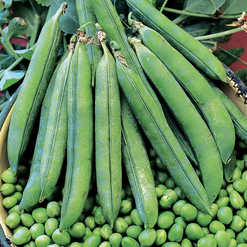 Peas, Laxton Progress #9 1/2lb