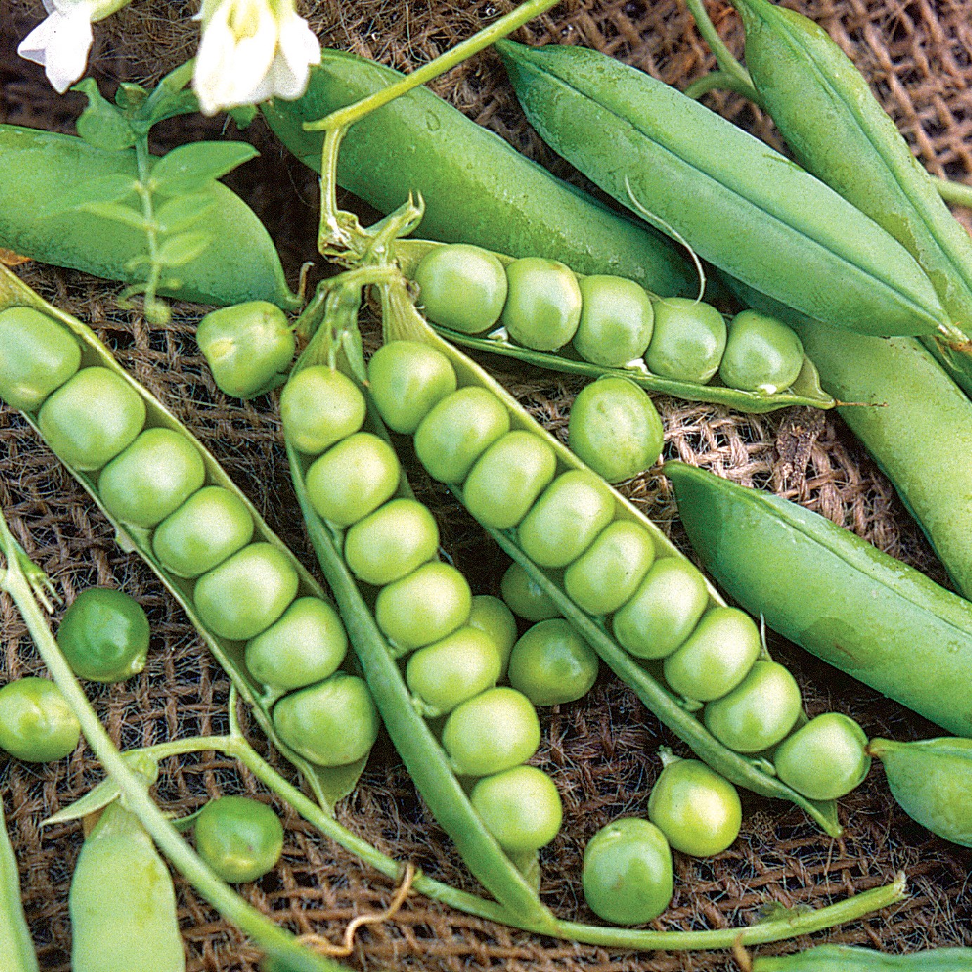 Peas, Little Marvel 1/2lb