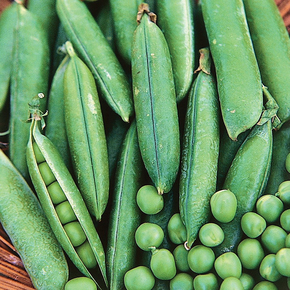 Peas, Thomas Laxton 50lb