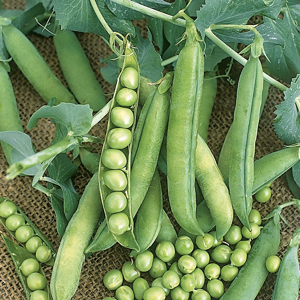 Peas, Wando 1/2lb