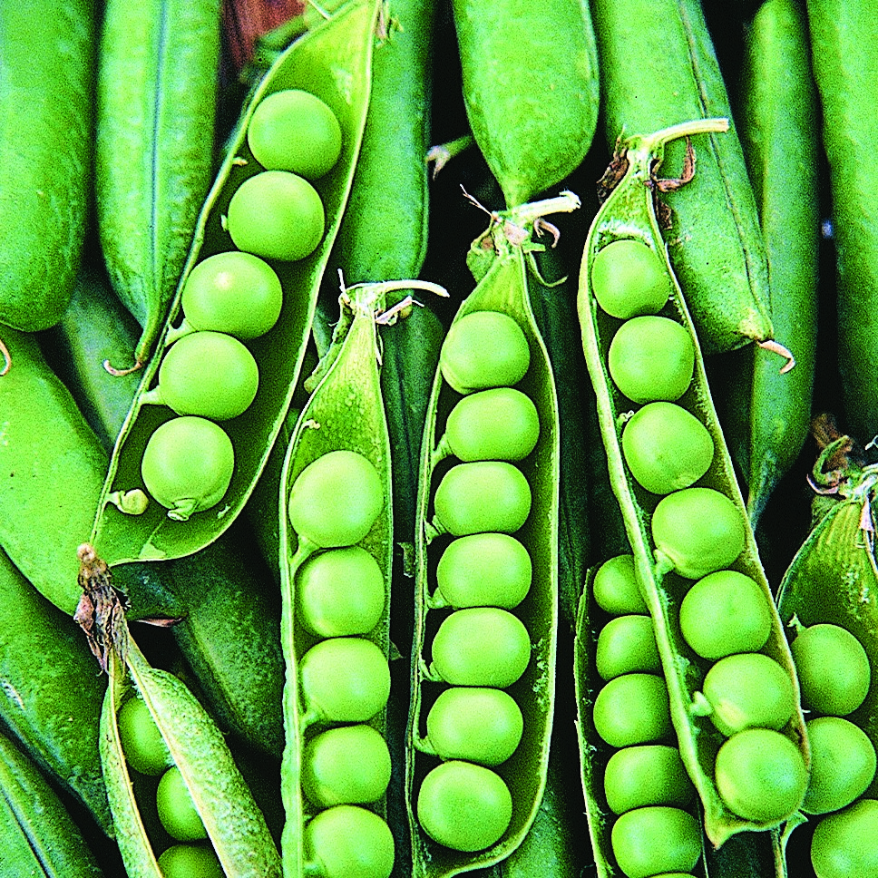 Peas, Early Frosty 1/2lb
