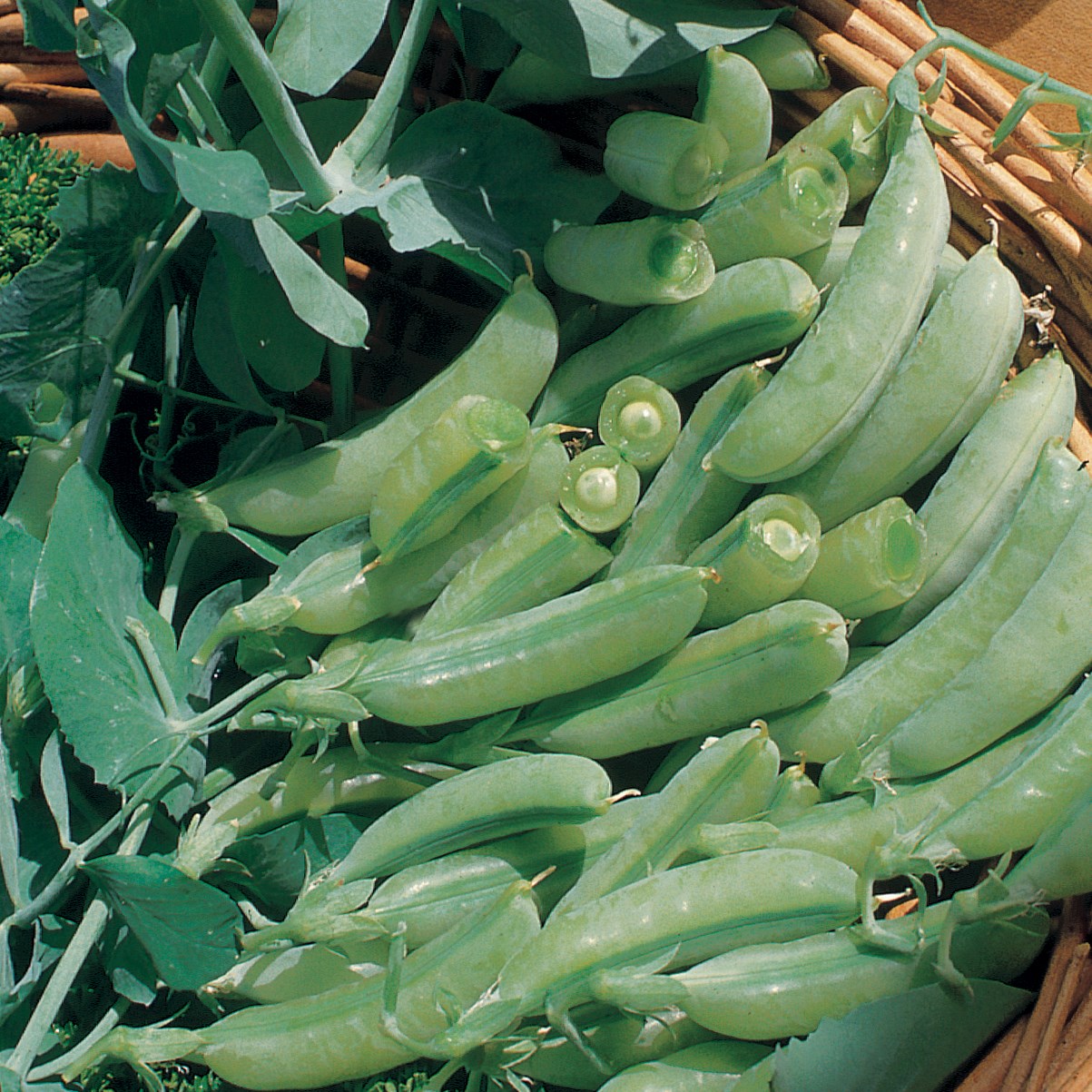 Peas, Sugar Anne Snap 1/2lb