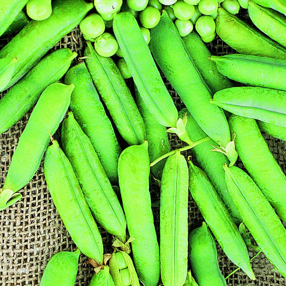 Peas, Maestro Treated 1/2lb