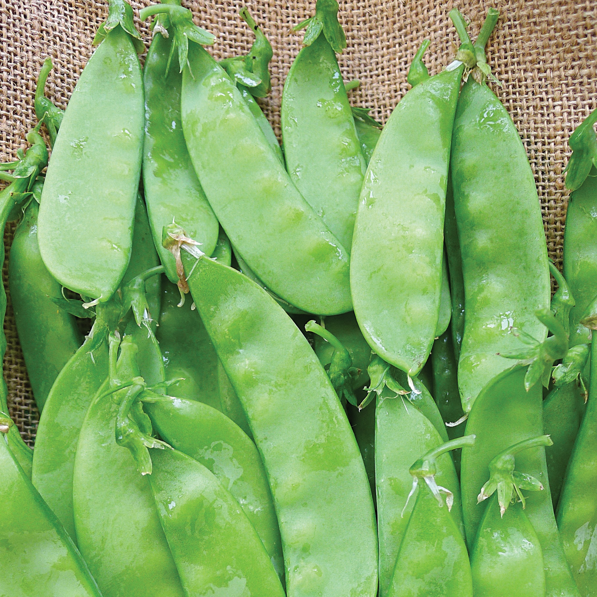 Peas, Oregon Sugar Pod II 1/2lb