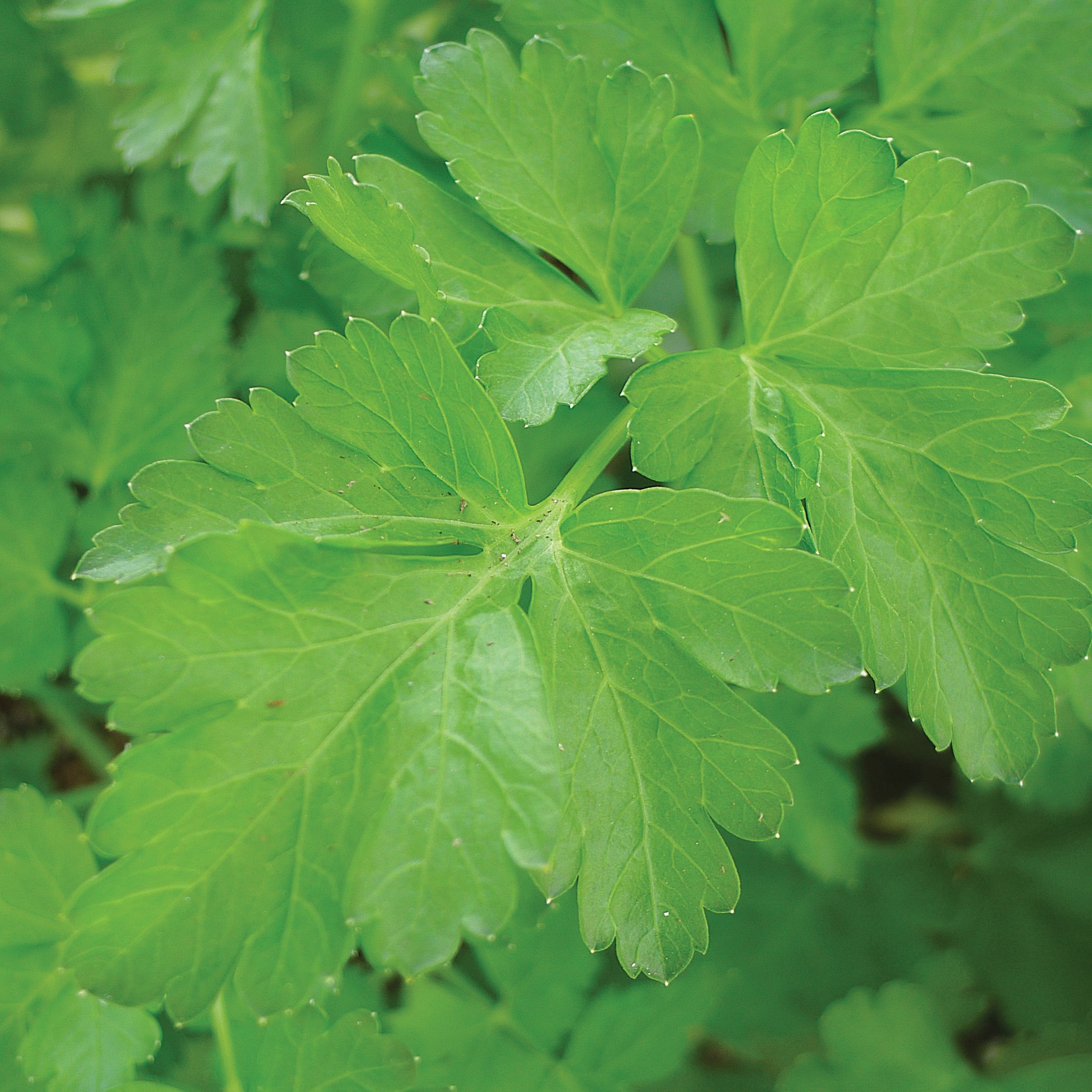 Coriander 1/2oz